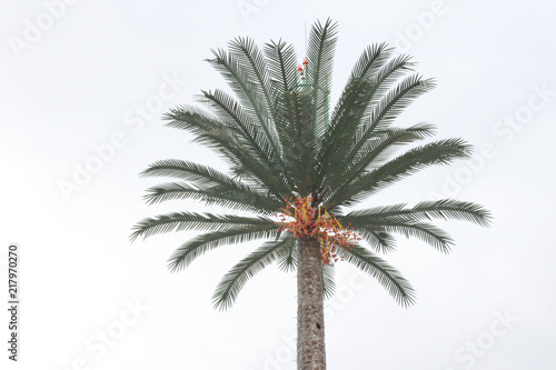 Palm plant tree or coconut tree on the white isolated background on Muscat Oman Gulf
