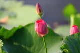 Fototapeta Tulipany - Blooming lotus flower, very beautiful