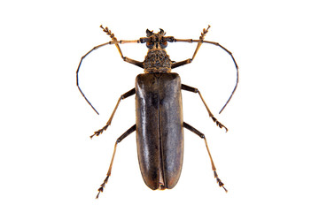 The Pine sawyer beetle on the white background