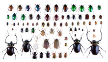 Arlequin Beetles On The White Background
