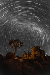 Wall Mural - Star trails circle over quivertrees