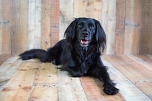 Black Lab Mix On Wood Background Posing For Picture And Looking At The Camera