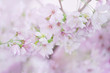 © photosky99 - Sakura or cherry blossomsSoft focus  Natural backgroundStyle sweet tone