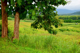 Fototapeta Desenie - Beautiful landscape with big green trees