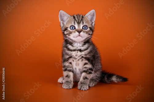 Studio Photography Of An American Shorthair Cat On Colored