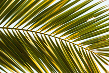 Leaf Of Palm As Background