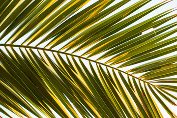 leaf of palm as background