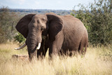 Fototapeta Sawanna - Large Elephant on Safari