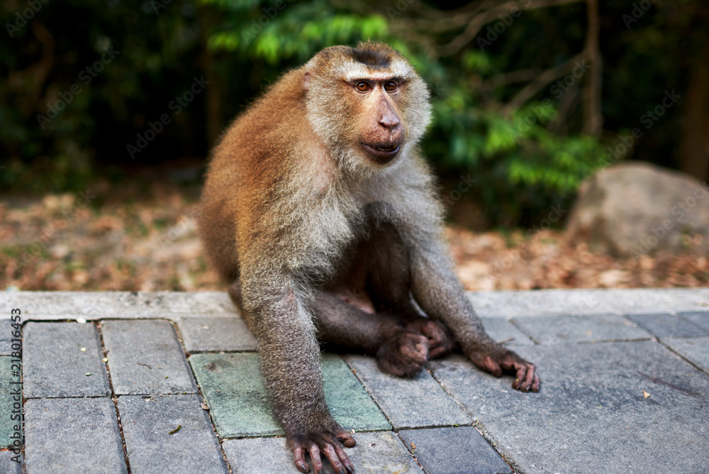Balinese long-tailed monkey. The Ubud Monkey Forest is a nature reserve ...