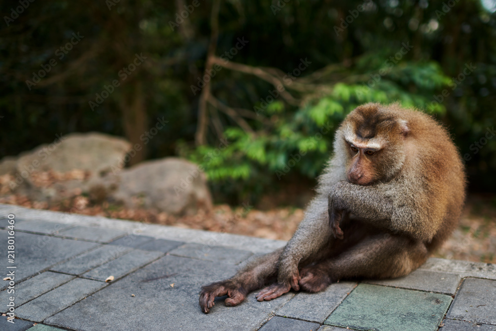Stock-Foto „Balinese long-tailed monkey. The Ubud Monkey Forest is a ...