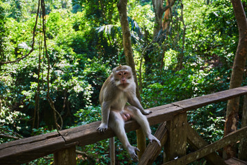 Monkey Forest. Monkey macaque sitting on the wooden plank close up.