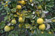 Branch of the tree with the fruits of quince