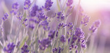 Fototapeta Lawenda - Blossoming Lavender flowers background