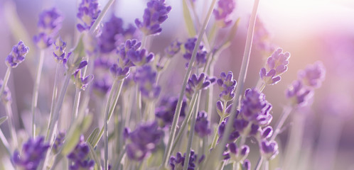 Wall Mural - Blossoming Lavender flowers background