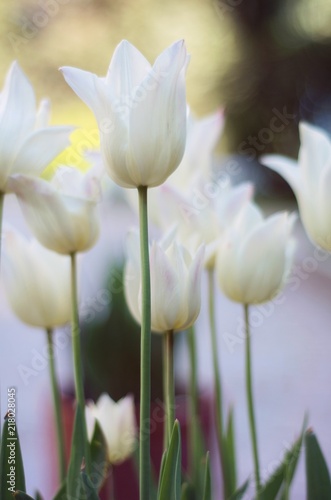 Obrazy w różnych kolorach white-flowers-beautiful-flowering-tulips-in-the-garden-selective-focus