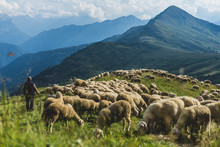 Sheep Herd On A Green Pasture In Dolomiti Mountains. Sunset Light, Shepherd With His Sheep On Pasture With High Mountains In Background.