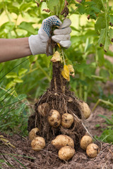 Wall Mural - hand with digging bush potato