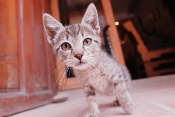 Wall Mural - Cute kitten looks at the camera