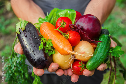 Cuadros en Lienzo homemade vegetables in the hands of men
