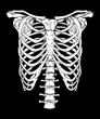 Human ribcage hand drawn line art anatomically correct. White over black background vector illustration. Print design for t-shirt or halloween costume.