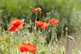 Fototapeta Kwiaty - Wild blooming poppies in field, spring time
