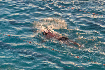 Wall Mural - One man swimming freestyle in the pool.