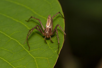 Wall Mural - Take a close-up macro shot of a spider jumping on a natural leaf