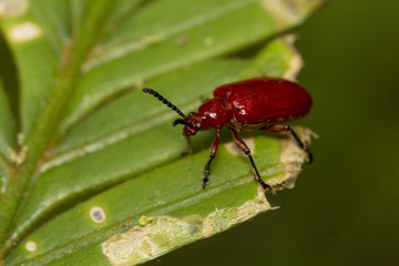 Macro shot of red beetle on nature background