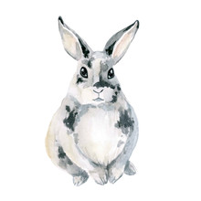 Gray Spotted Rabbit, Sitting. Watercolor Is Isolated On White Background.
