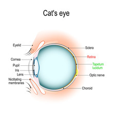 Anatomy Of The Cat's Or Dog's Eye.