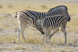 Fototapeta Sawanna - Steppenzebra (Equus quagga) im Etosha Nationalpark (Namibia)