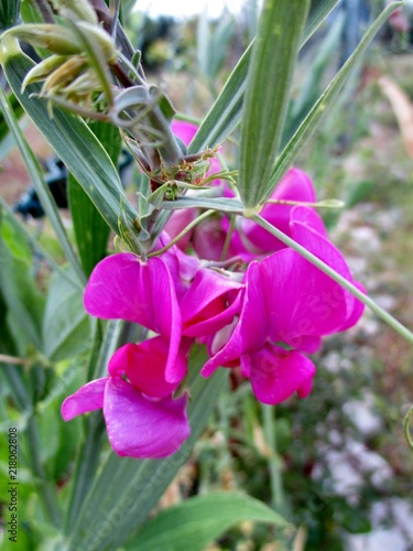 Macro De Fleur De Pois De Senteur Rose Buy This Stock