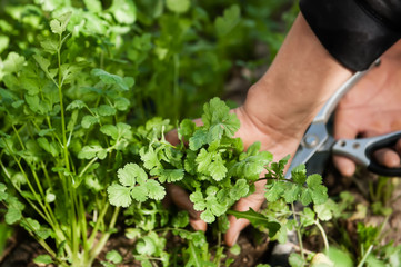 Harvesting the herb cilantro by hand.