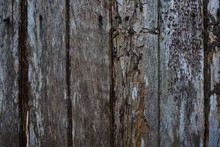 Boards Together With Knots And Traces Of Bark Beetle. Old Weathered Rotten Knotted Coarse Gray Grunge Wooden Fence. Texture And Background Nature Old Wood..