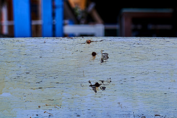 Wall Mural - Texture of painted white wood board with rusty nails. Detail of a vintage board with flaking white paint.  Wooden planks of fence with rusty nails. Rustic background. Shabby natural wooden surface.