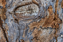 Swirly Wood Textures Background, Dead Tree.Tropical Hardwood And Textured Background. Abstract Background. Wooden Swirls Organic Background Texture. Close Up Of A Knot In Old Tree Bark. Driftwood.