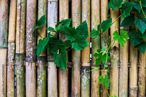 Green Ivy Creeping On Old Dark Bamboo Wooden Of Rustic Fense Backyard Garden During Summer Time Antique Rustic Fence With Cascading Greenery Rustic Texture Nature Background With Copy Space Stock Photo