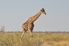Giraffe (giraffa Camelopardalis) Im Etosha Nationalpark