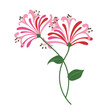 Nature flower pink honeysuckle