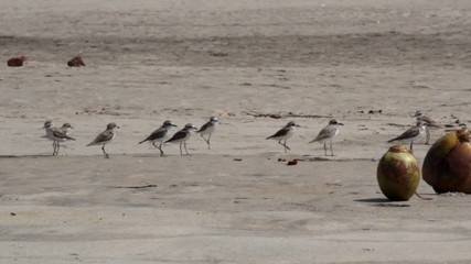 Wall Mural - Coconuts lying on the beach and between it running around the greater sand plover (Charadrius leschenaultii) and other plovers that flew to the wintering. Exotic Indian ocean, Malabar coast.
