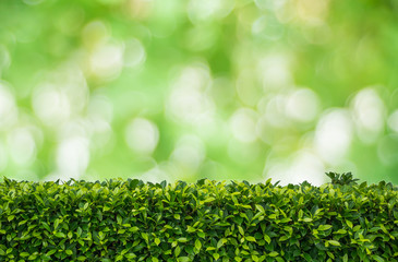Wall Mural - green tree on green bokeh backgorund.