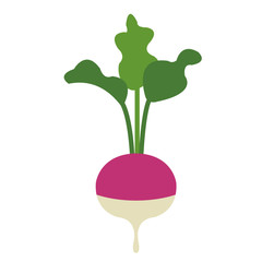 Wall Mural - Nature organic vegetable Turnip