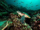 Fototapeta Do akwarium - Hawksbill turtle on a coral reef with a diver silhuette behind