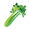 Nature organic vegetable Celery