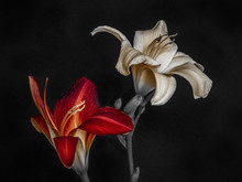 Purple White Daylily Blossoms,black Background,fine Art Still Life Color Macro Portrait Of A Pair Of Isolated Wide Open Blooms,detailed Texture,vintage Painting,symbolic Pair Couple Joint Together