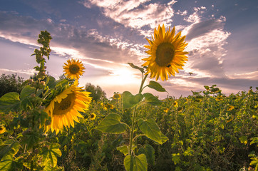 Wall Mural - Sonnenblumen 4