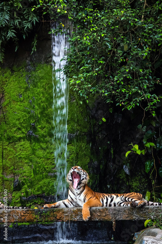 Plakat leniwy ziewanie tygrys bengalski z zielonym tle siedliska
