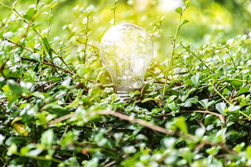 Wall Mural - natural energy is light bulb in green leaves.