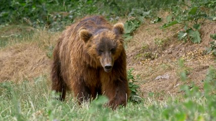 kamchatka brown bear in forest
