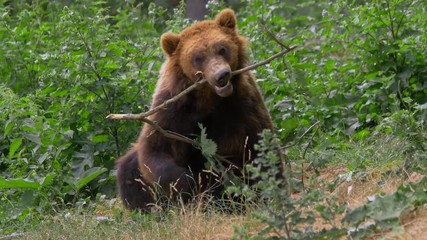 kamchatka brown bear playing with twig